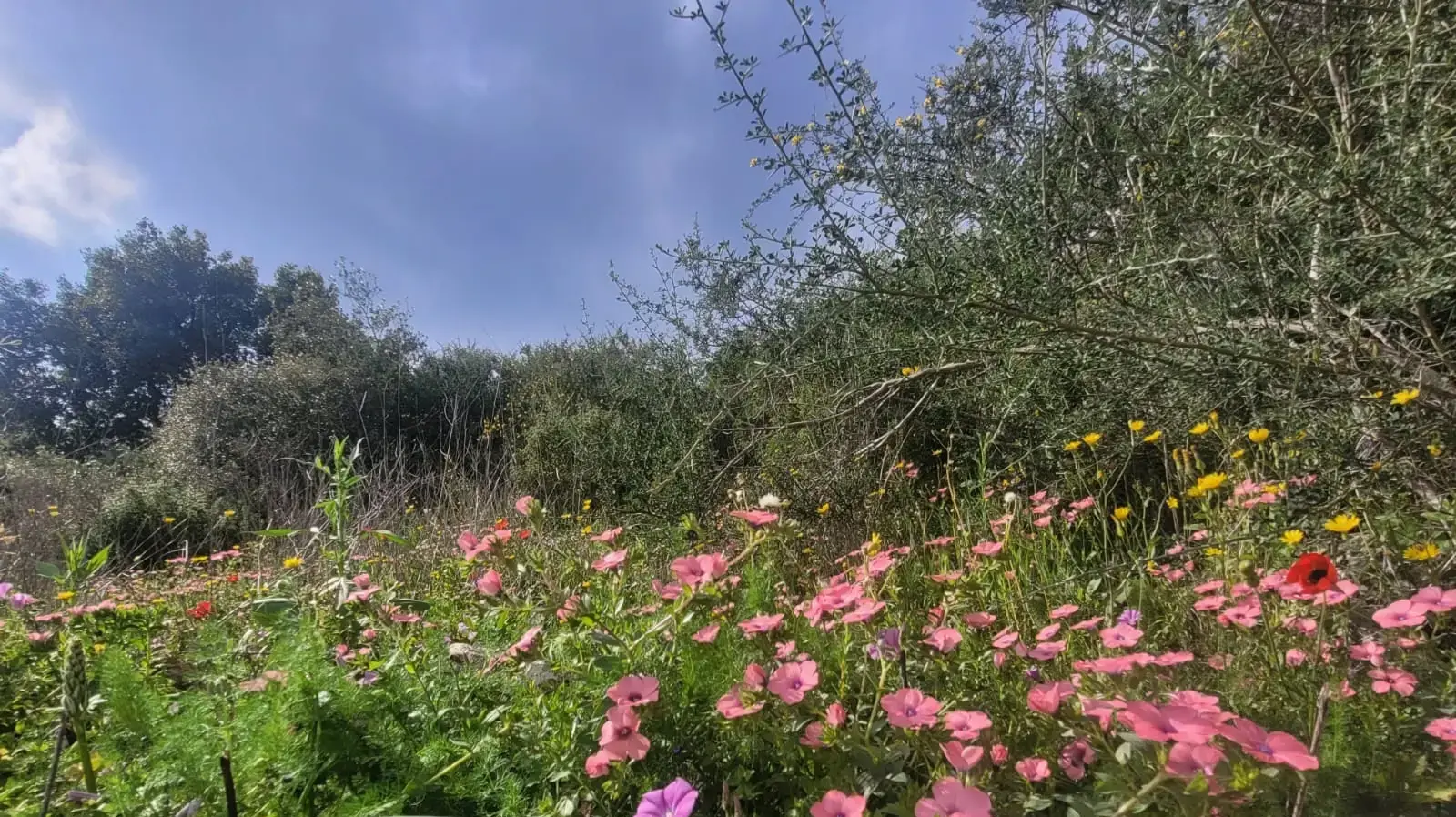 דרך האש בכרמל דרך האש בכרמל