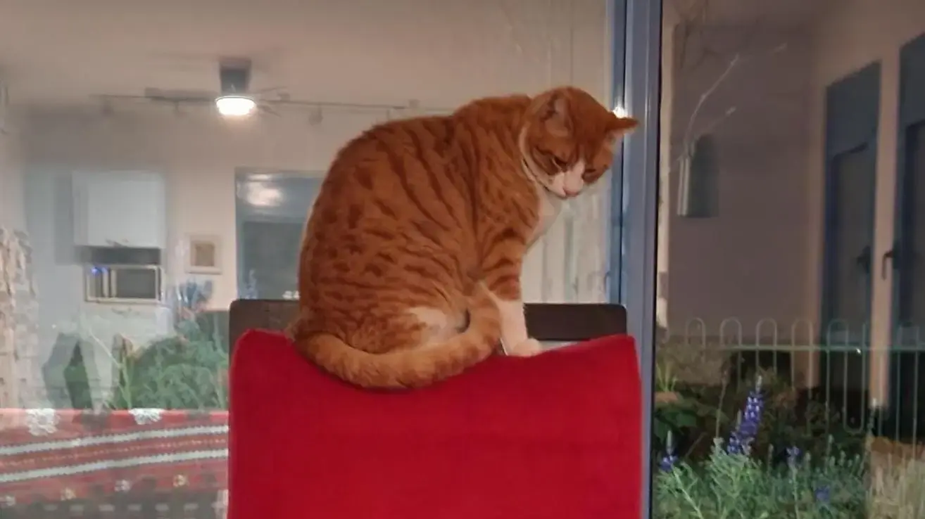 החתולים ציפציף וזימזים של הכתב אלי אשכנזי החתולים ציפציף וזימזים של הכתב אלי אשכנזי