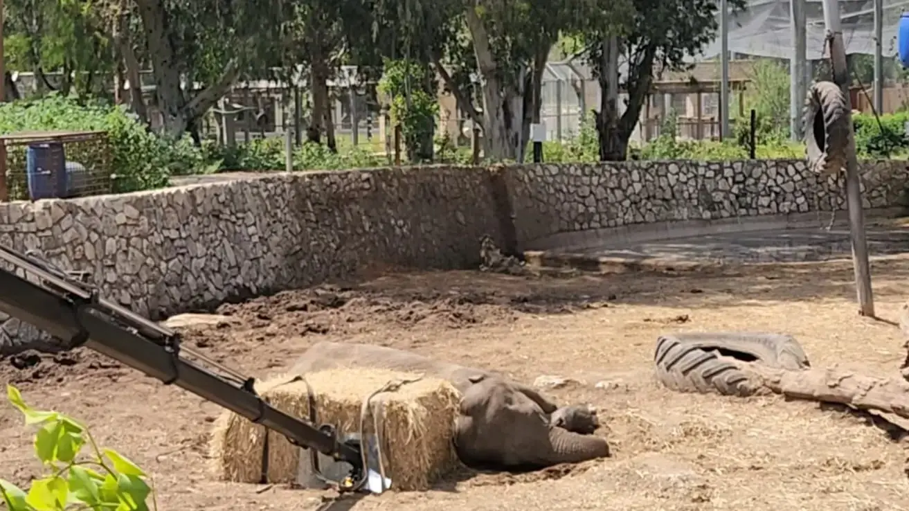 ורדה הפילה המבוגרת ביותר בספארי הלכה לעולמה ורדה הפילה המבוגרת ביותר בספארי הלכה לעולמה