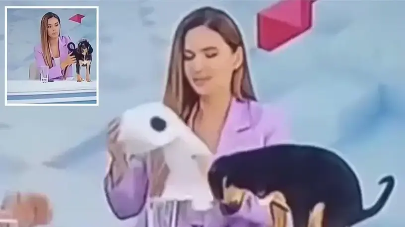 כלב עלה על שולחן המגישה ועשה צרכים - בוליביה כלב עלה על שולחן המגישה ועשה צרכים - בוליביה