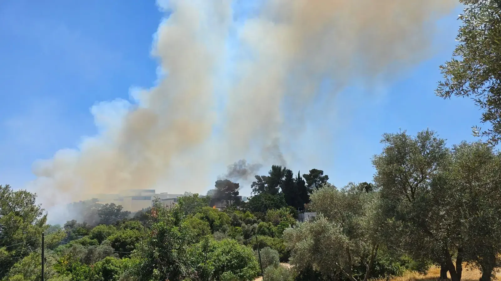 שריפה חורש וצמחייה בעמק המצלבה, ירושלים
שריפה חורש וצמחייה בעמק המצלבה, ירושלים