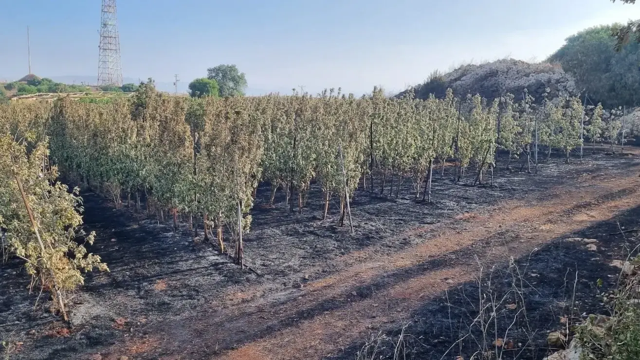 מטעים שרופים, מהשריפה בגליל שנוצרה מירי חיזבאללה מטעים שרופים, מהשריפה בגליל שנוצרה מירי חיזבאללה