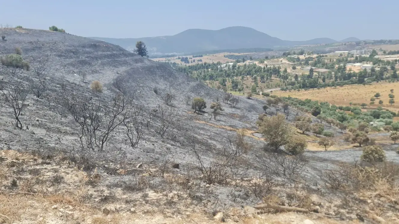 יער ביריה השרוף, יוני 2024 יער ביריה השרוף, יוני 2024