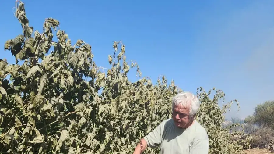 כרם שנשרף בעקבות התפוצצות כטב"ם, רמות נפתלי כרם שנשרף בעקבות התפוצצות כטב"ם, רמות נפתלי