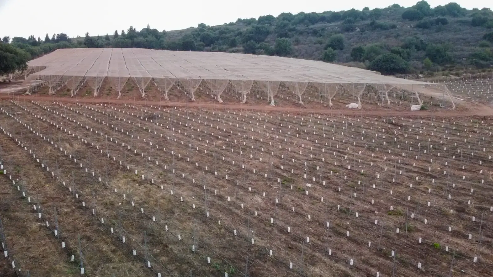 נטיעות צעירות של קיווי ואפרסק במטעי משגב עם נטיעות צעירות של קיווי ואפרסק במטעי משגב עם