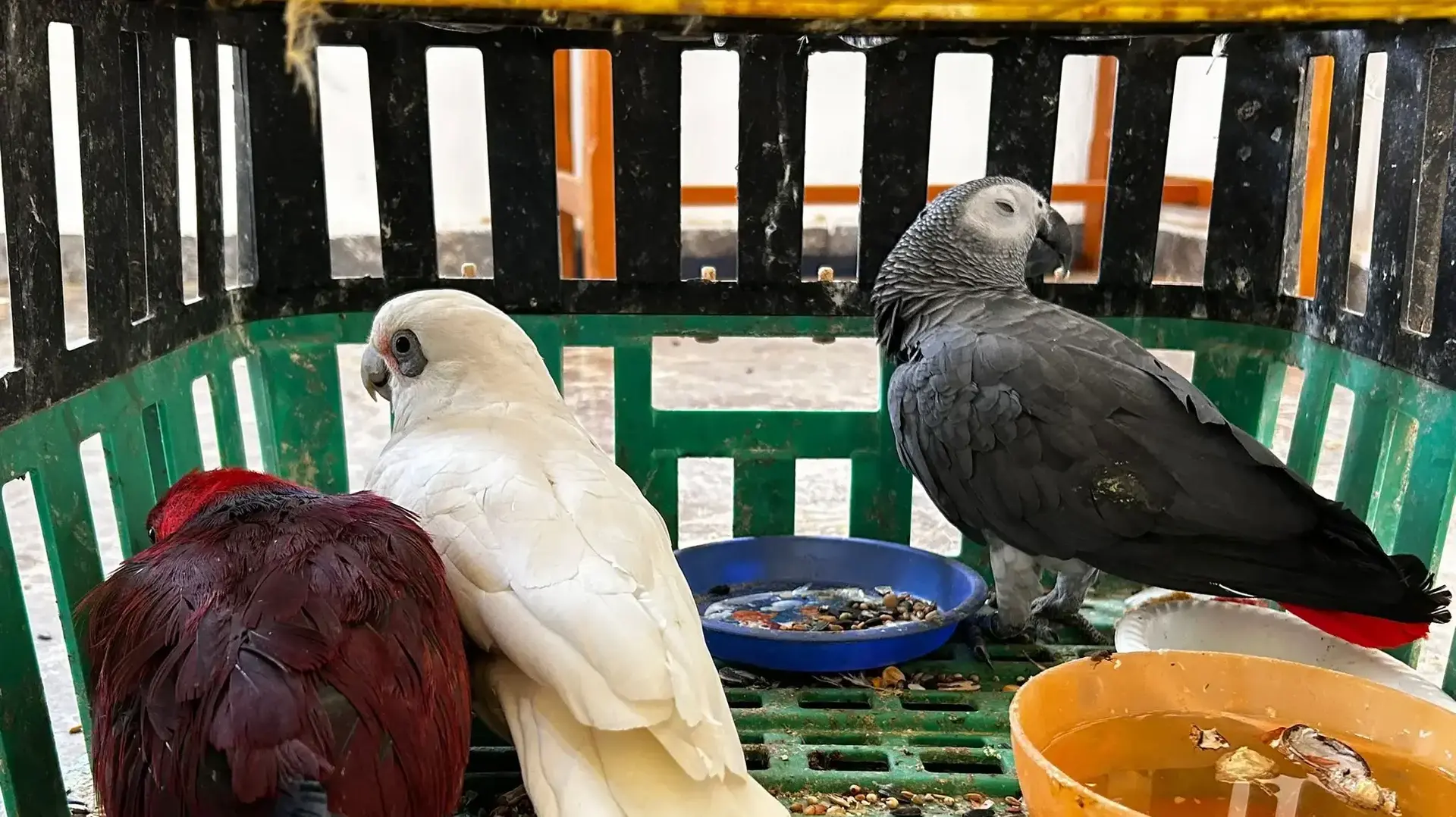 בלשי ולוחמי משמר הגבול עצרו חוליית פורצים שגנבו בעלי כנף יקרי ערך בלשי ולוחמי משמר הגבול עצרו חוליית פורצים שגנבו בעלי כנף יקרי ערך