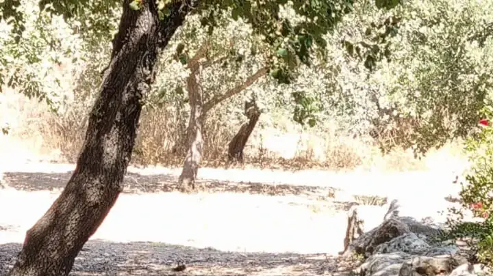 רז רוטמן רז רוטמן