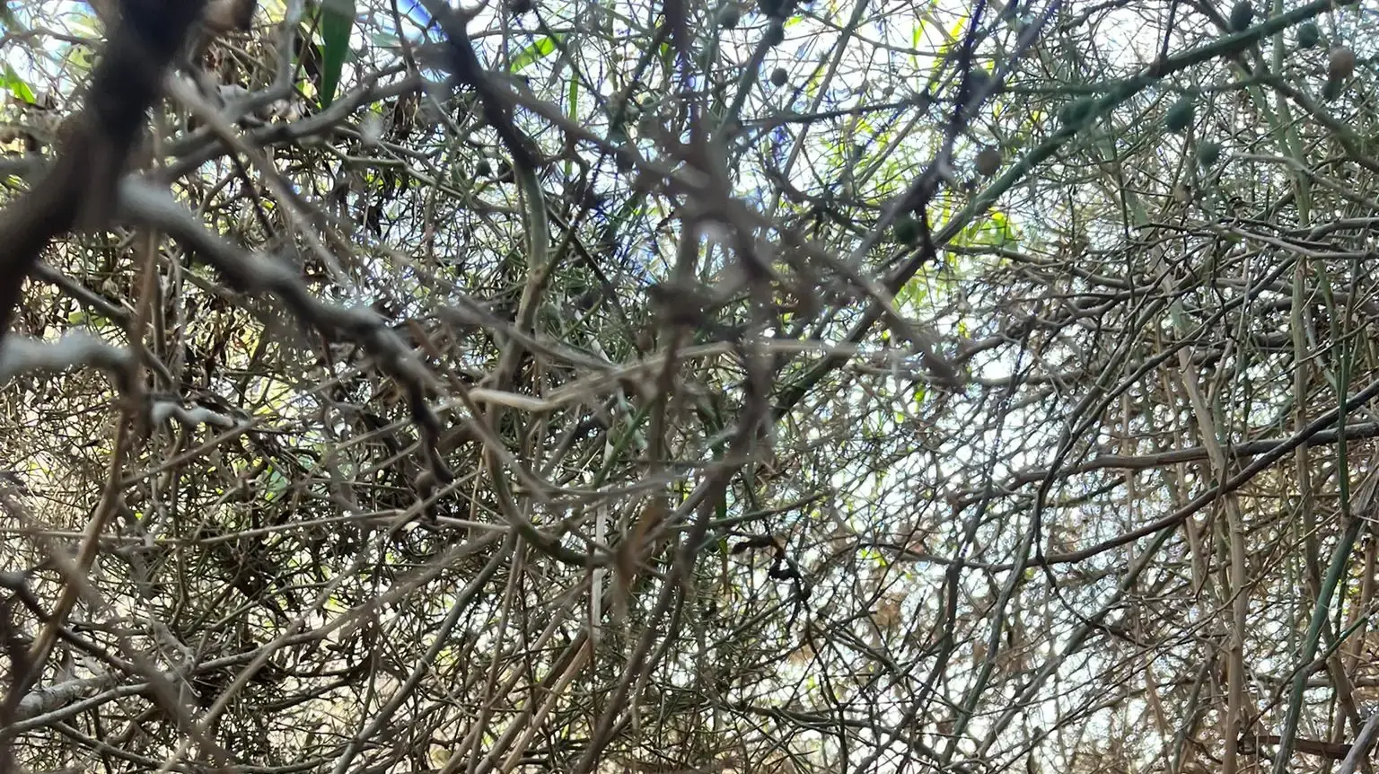 אסף הרוש צילם מהמחבוא כשנמלטו מהמחבלים