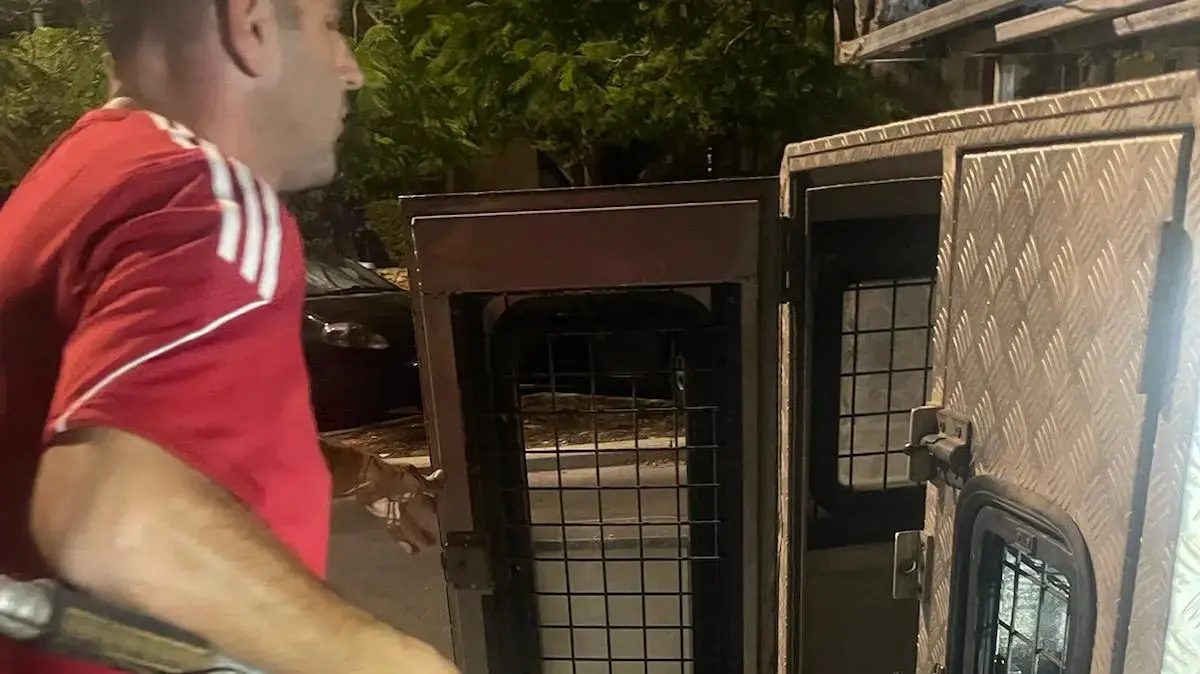 כלבת פיטבול נשכה ילדה בת שנתיים בקריית מוצקין כלבת פיטבול נשכה ילדה בת שנתיים בקריית מוצקין