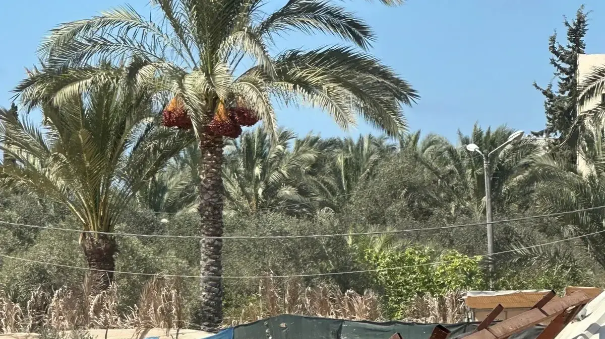 פעילות כוחות צה"ל, 24 באוגוסט 2024 פעילות כוחות צה"ל, 24 באוגוסט 2024