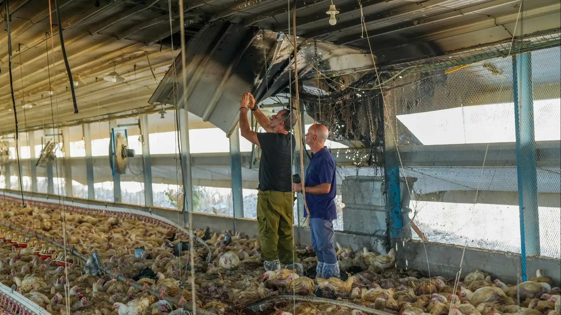לול תרנגולות שנפגע מרקטה, רמות נפתלי, 25 באוגוסט 2024 לול תרנגולות שנפגע מרקטה, רמות נפתלי, 25 באוגוסט 2024