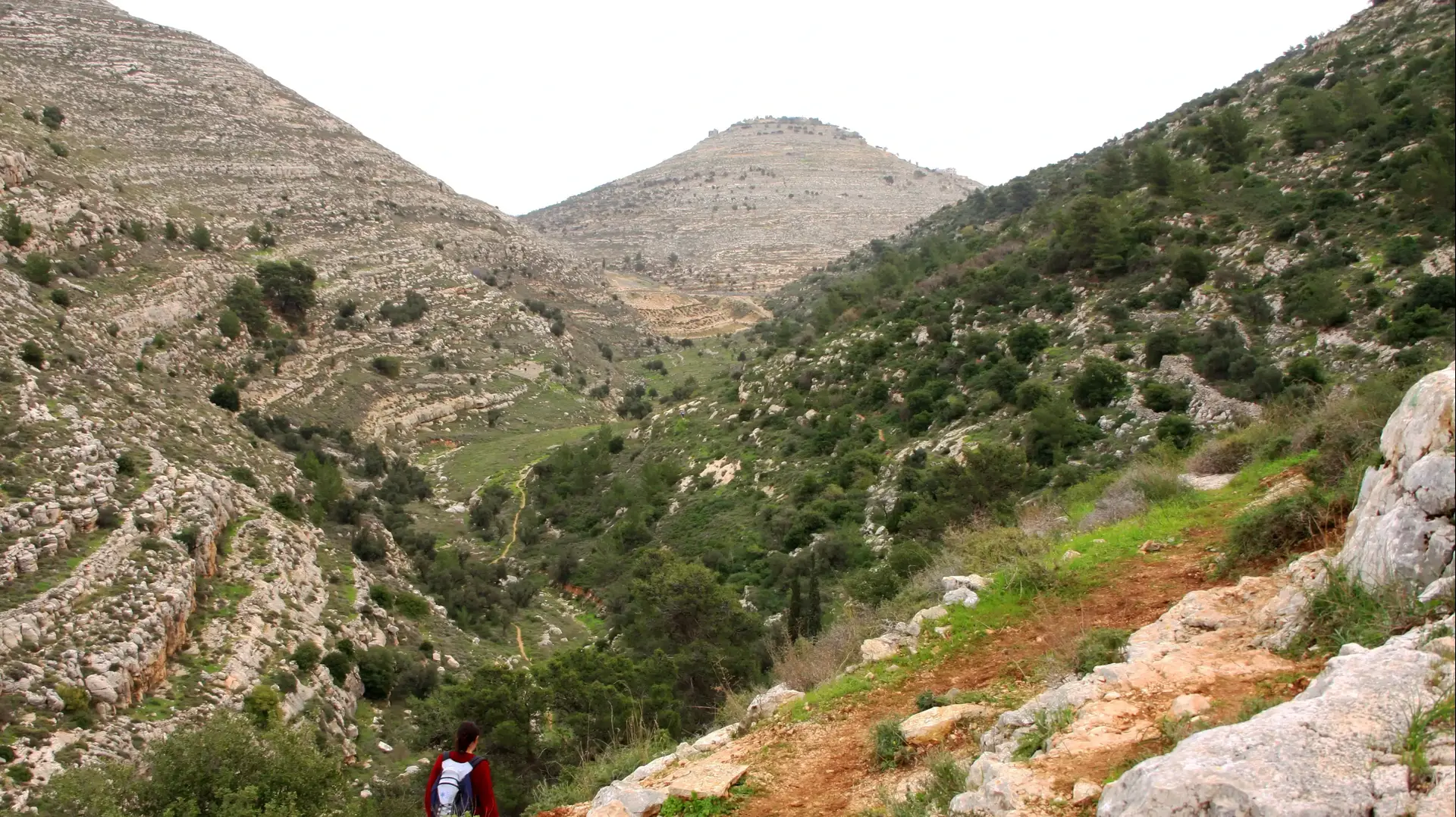 שמורת טבע יער כפירה שמורת טבע יער כפירה