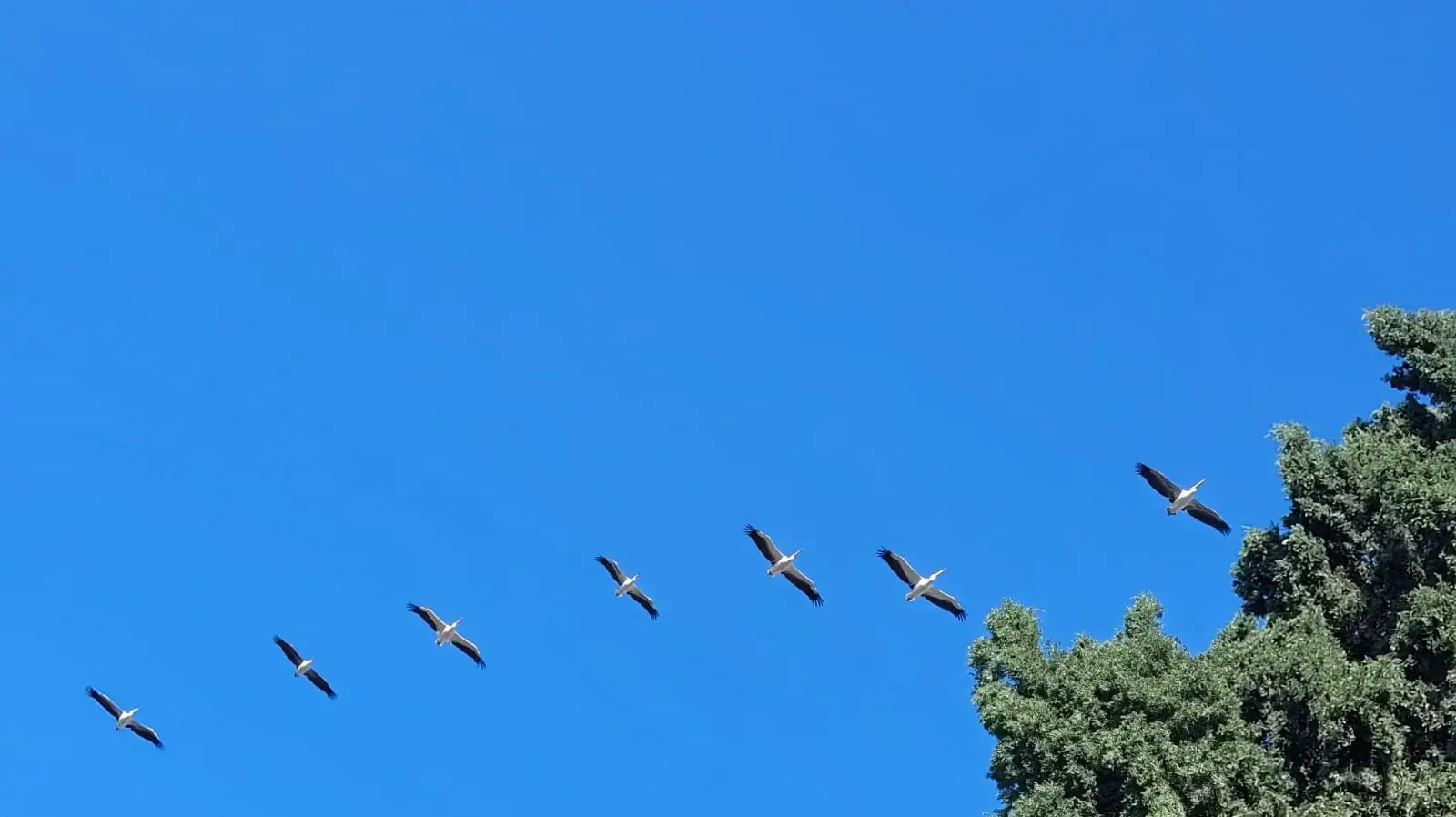 שקנאים מעל שמורת עין אפק שקנאים מעל שמורת עין אפק