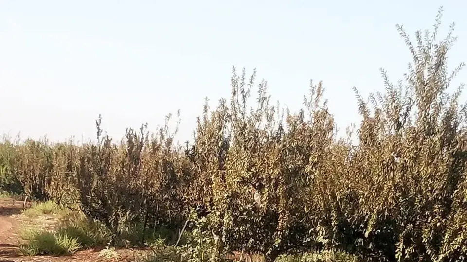 שרידי הכטב"ם שנורה ממזרח ויורט ברמת הגולן. 25 בספטמבר 2024 שרידי הכטב"ם שנורה ממזרח ויורט ברמת הגולן. 25 בספטמבר 2024