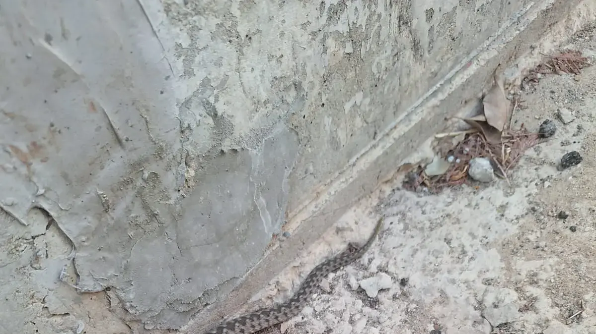 נחש הכיש אדם שנשכב ליד רכבו במהלך אזעקה נחש הכיש אדם שנשכב ליד רכבו במהלך אזעקה