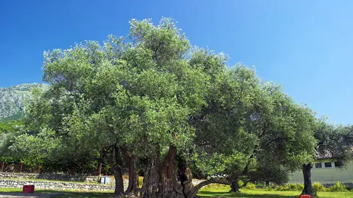 עץ זית עתיק בעיר באר במונטנגרו