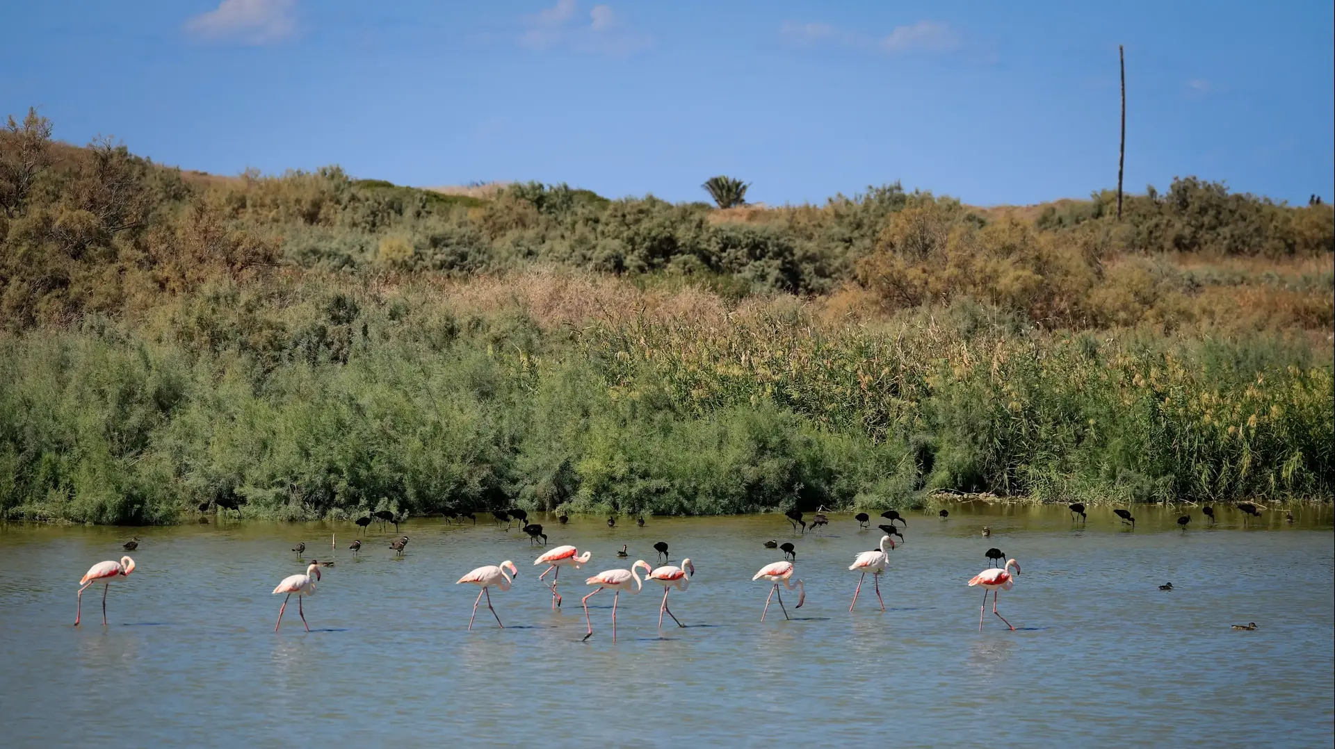 פלמינגו באגם קטן, ליד חיפה
22 באוקטובר 2024 פלמינגו באגם קטן, ליד חיפה
22 באוקטובר 2024