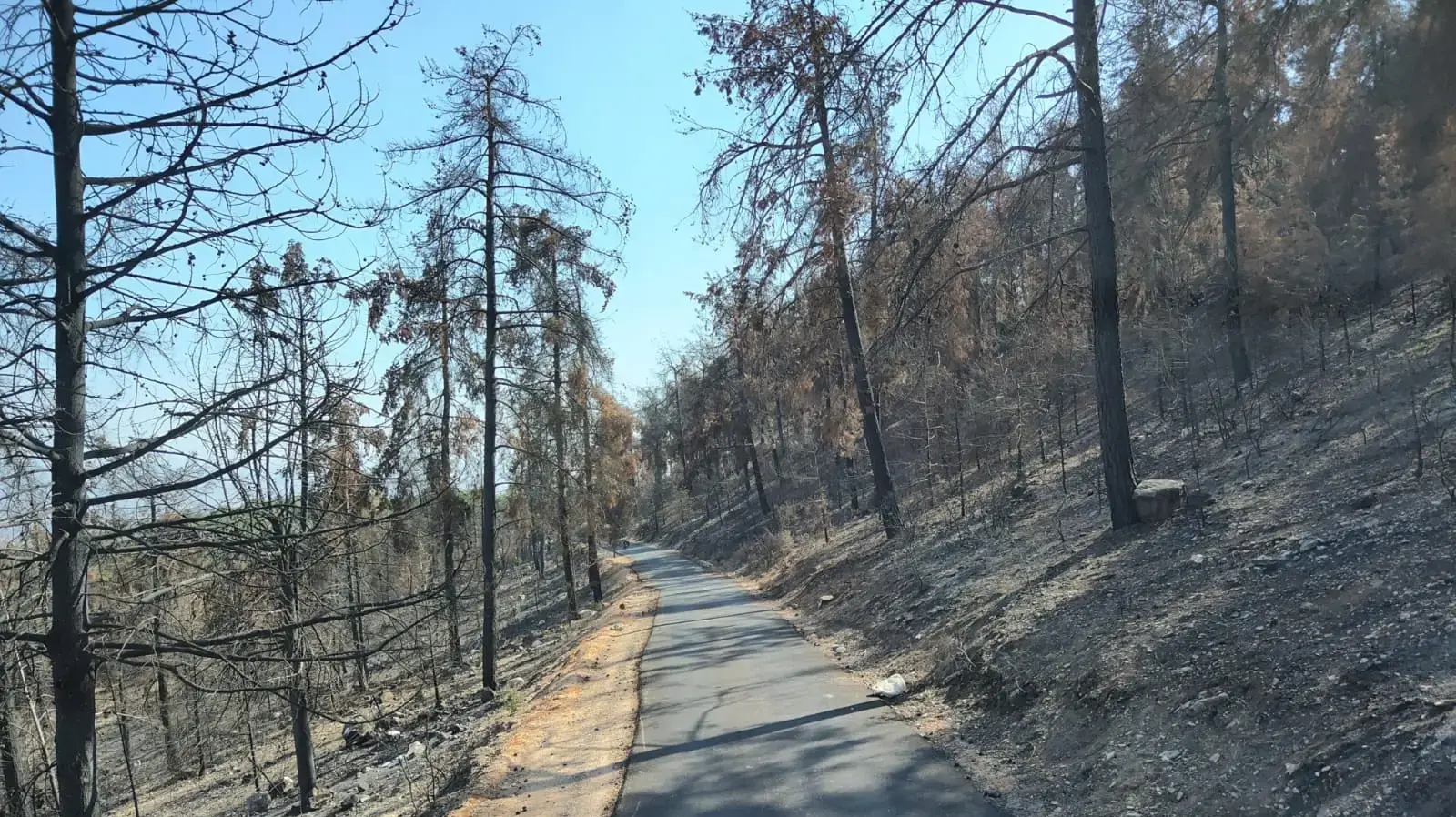 יער מורדות חצור לאחר שנשרף כתוצאה מירי חיזבאללה יער מורדות חצור לאחר שנשרף כתוצאה מירי חיזבאללה
