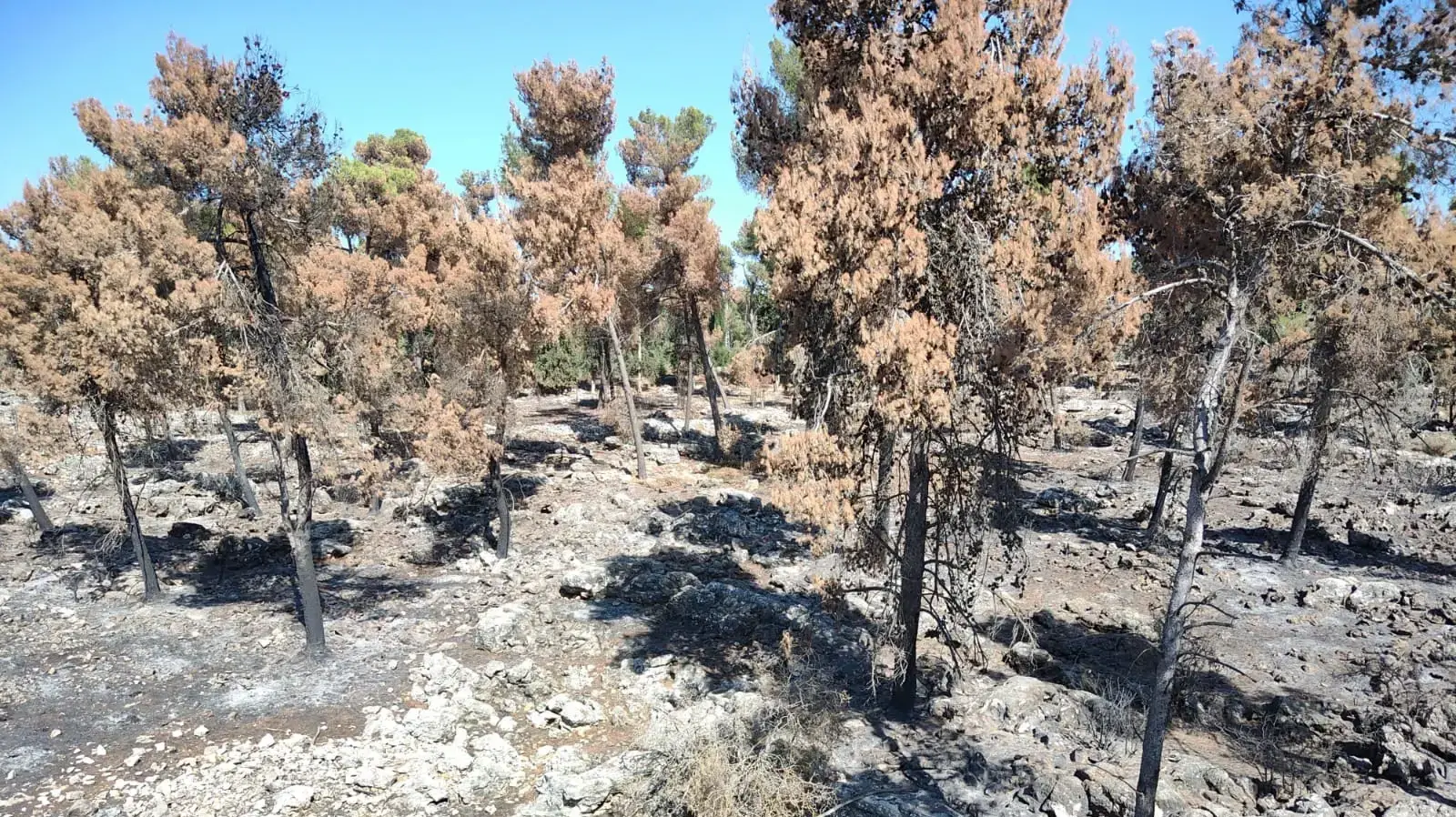 יער הבעל שם טוב לאחר שנשרף כתוצאה מירי חיזבאללה יער הבעל שם טוב לאחר שנשרף כתוצאה מירי חיזבאללה