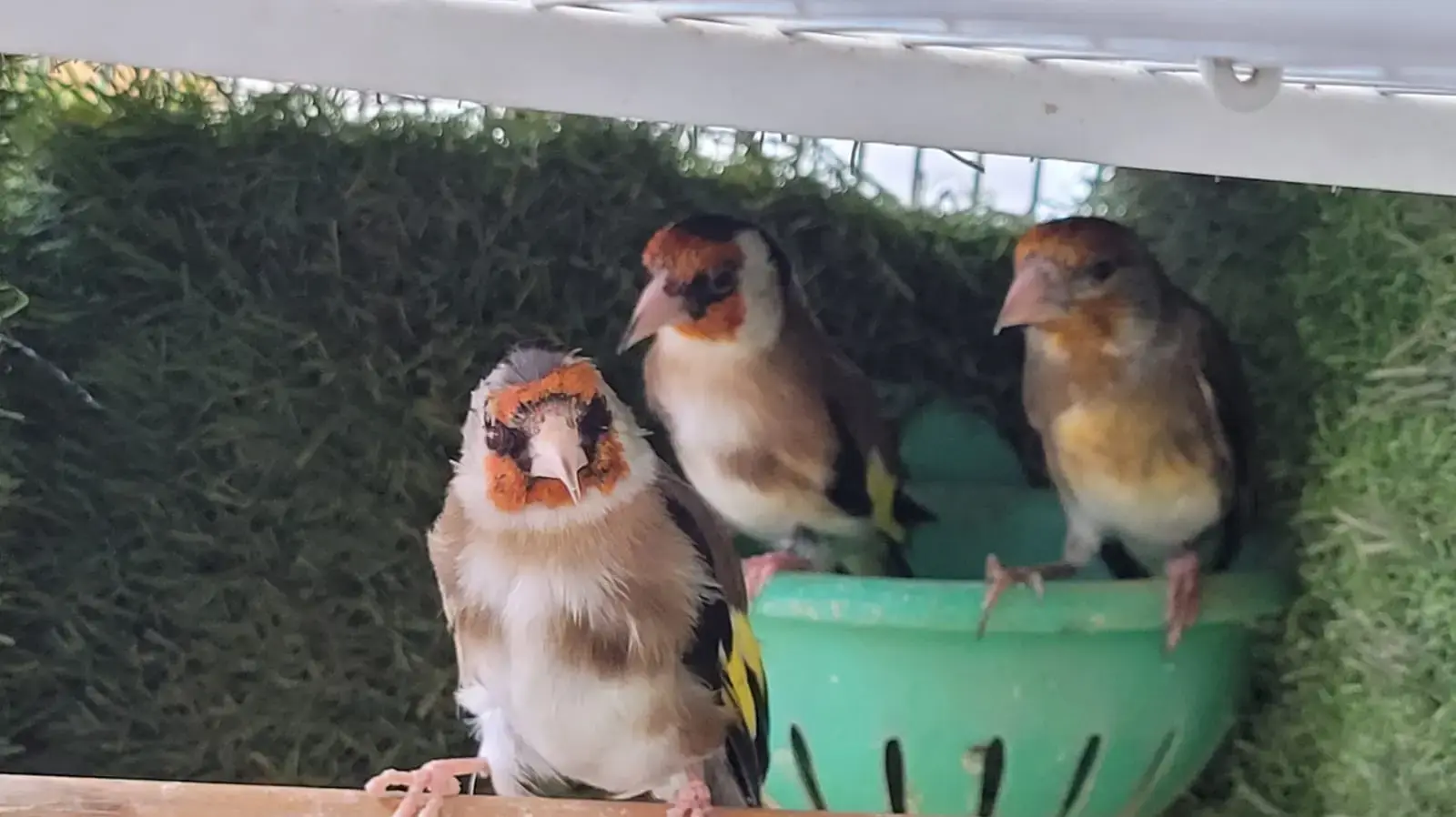 צבי ים וציפורים מוגנות נתפסו אצל אזרחים בבאר שבע צבי ים וציפורים מוגנות נתפסו אצל אזרחים בבאר שבע