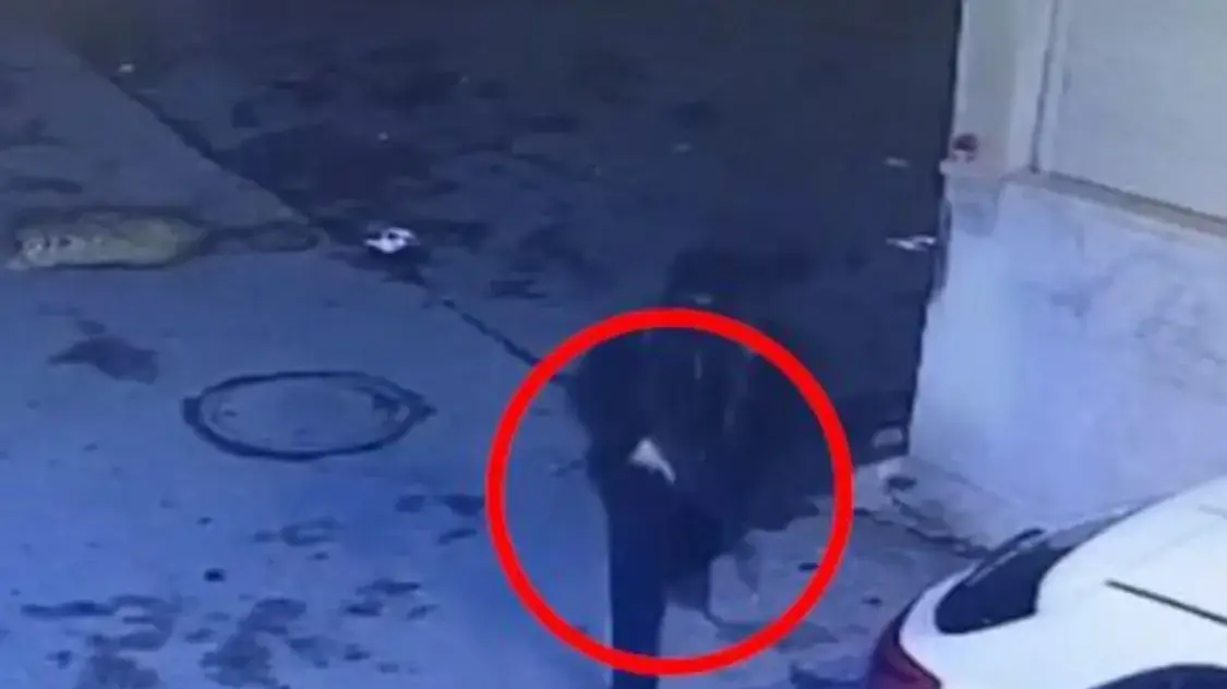 חשוד ביצע ירי לעבר בית ורכב, בית ג'ן , 20 בנובמבר 2024