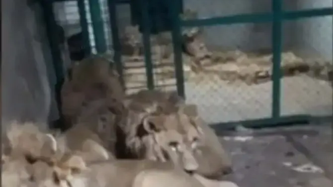 שלושת האריות שכבו בשקט כשהוא נכנס - אך תקפו שתי דקות לאחר מכן
שלושת האריות שכבו בשקט כשהוא נכנס - אך תקפו שתי דקות לאחר מכן