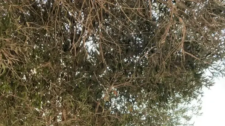 עומר ונקרט וחבריו עומר ונקרט וחבריו