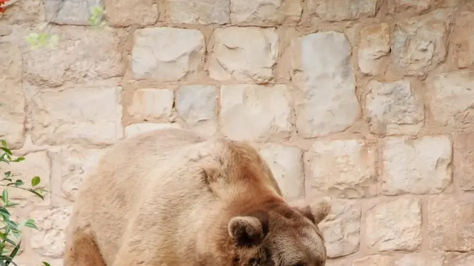 בני הדוב בני הדוב