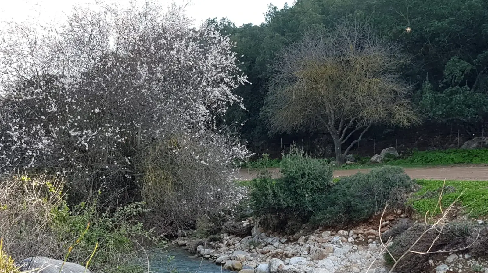 שקדיה בשמורת טבע נחל דישון שקדיה בשמורת טבע נחל דישון