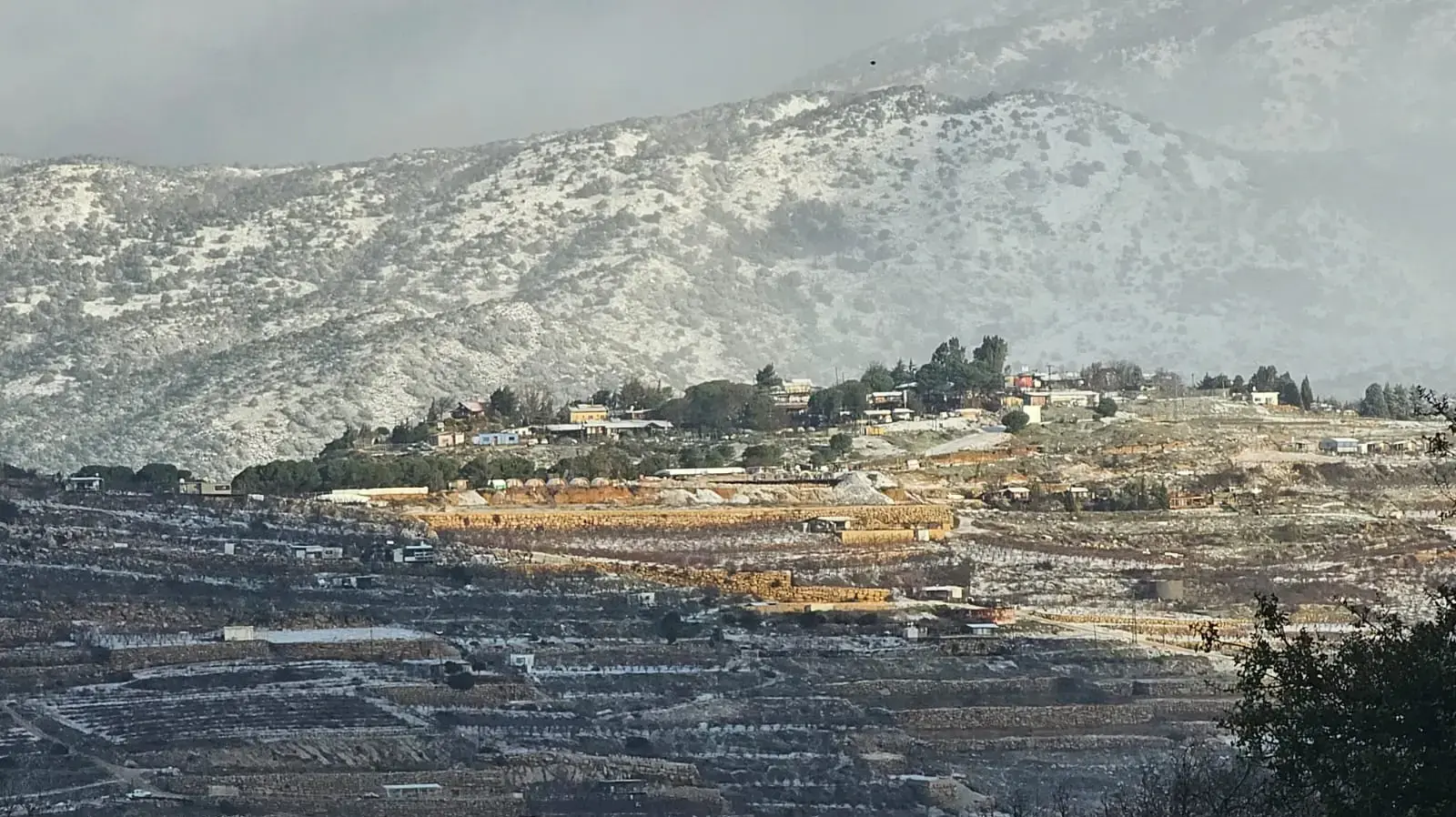 אגמון החולה אגמון החולה