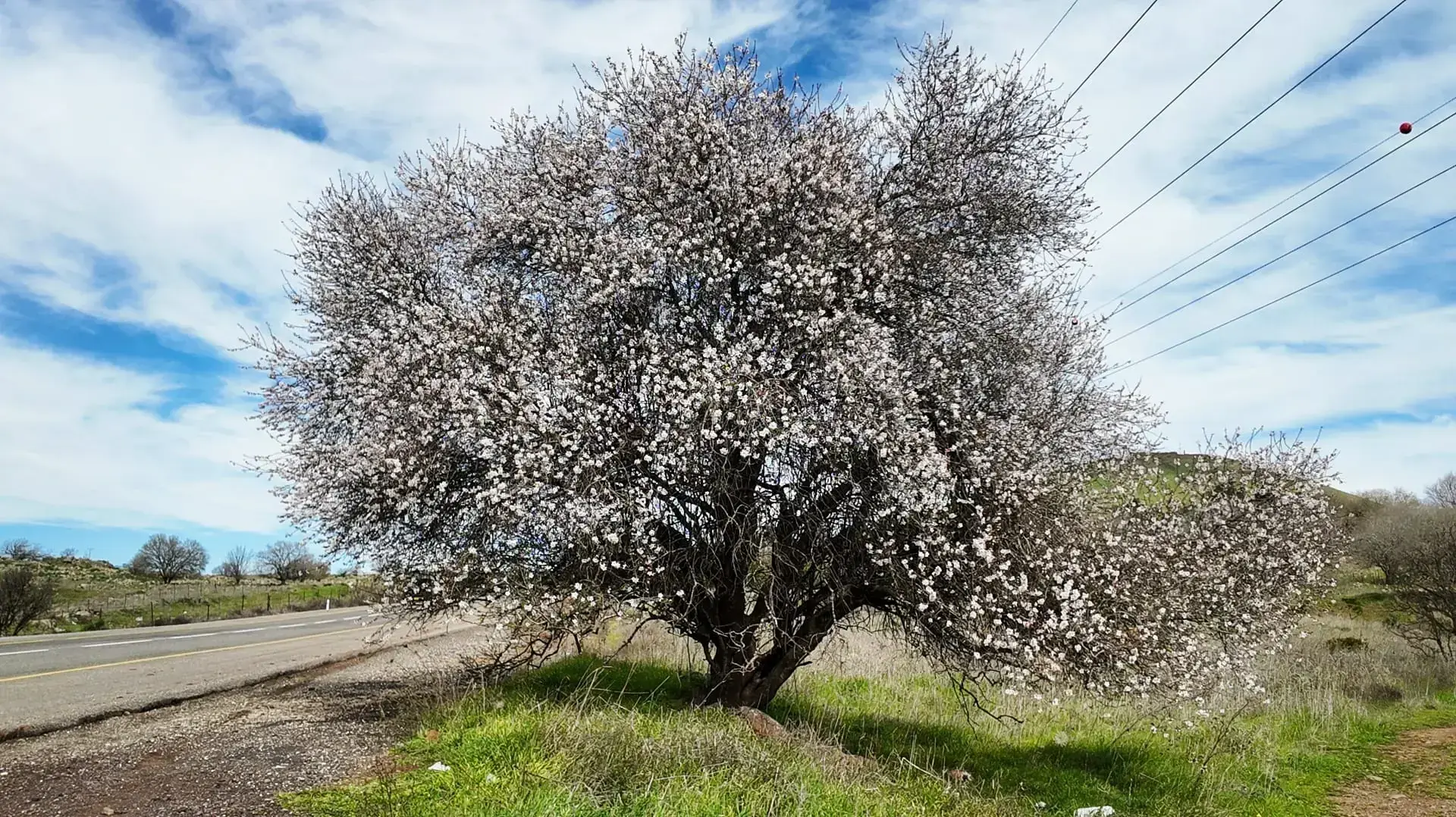 שקדייה פורחת ברמת הגולן שקדייה פורחת ברמת הגולן