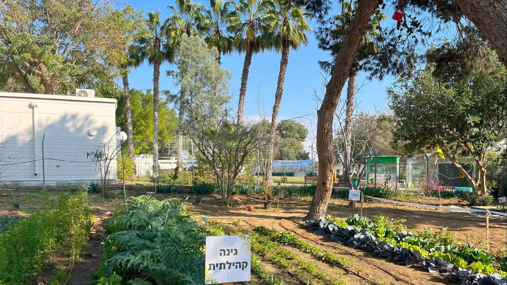 גינת ירק קהילתית בבית הספר העורפי בצוחר גינת ירק קהילתית בבית הספר העורפי בצוחר