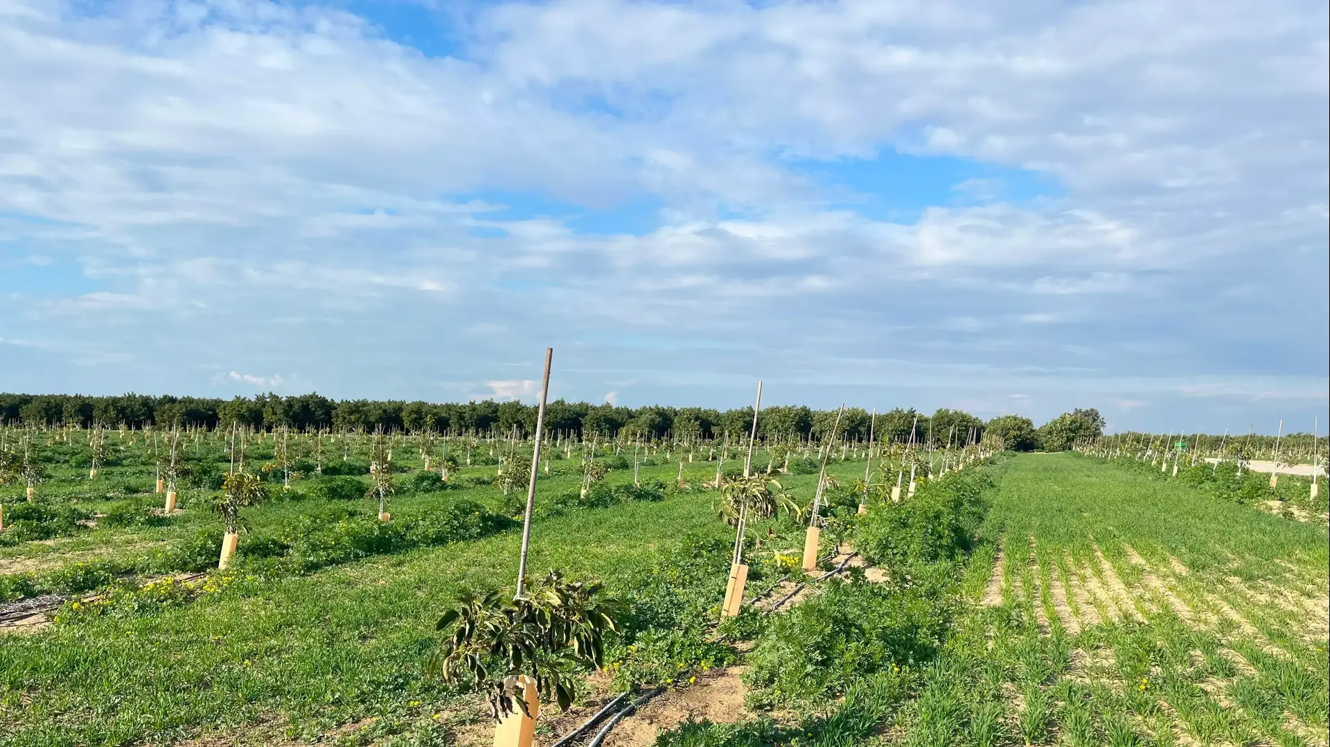 מטע אבוקדו ב"משקי חבל עזה" בניר יצחק מטע אבוקדו ב"משקי חבל עזה" בניר יצחק