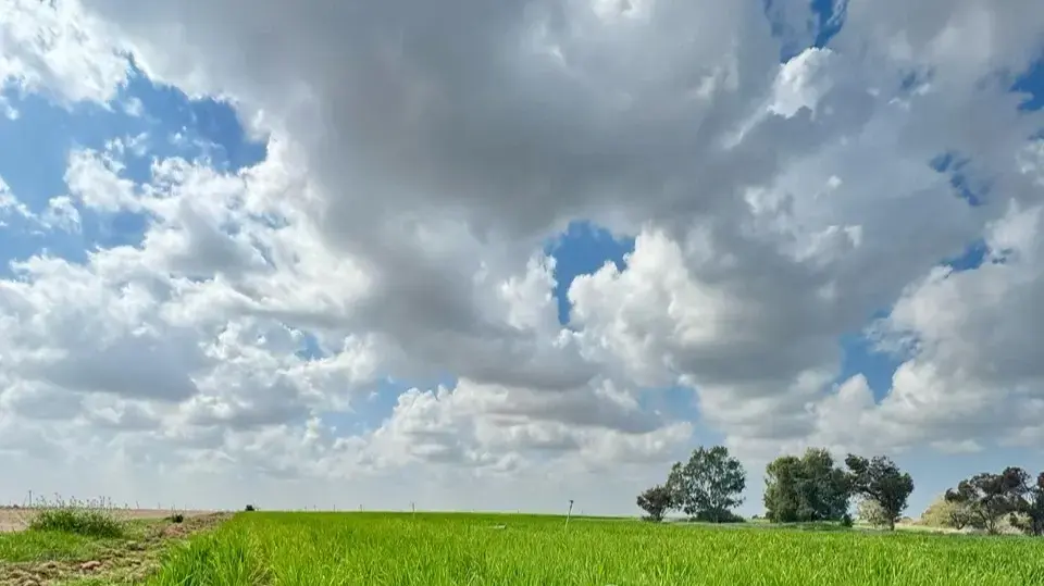 שדה שעורה, מילק אנד האני, קיבוץ בארי שדה שעורה, מילק אנד האני, קיבוץ בארי