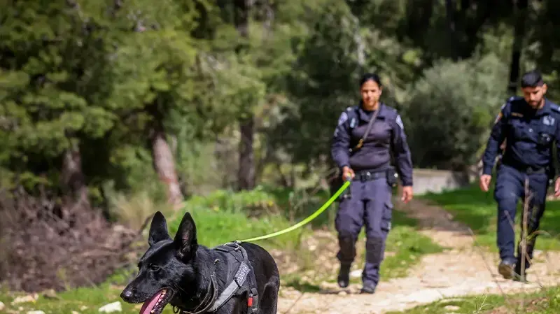תעלומת היימנוט: הנעדרים שלא שבו תעלומת היימנוט: הנעדרים שלא שבו