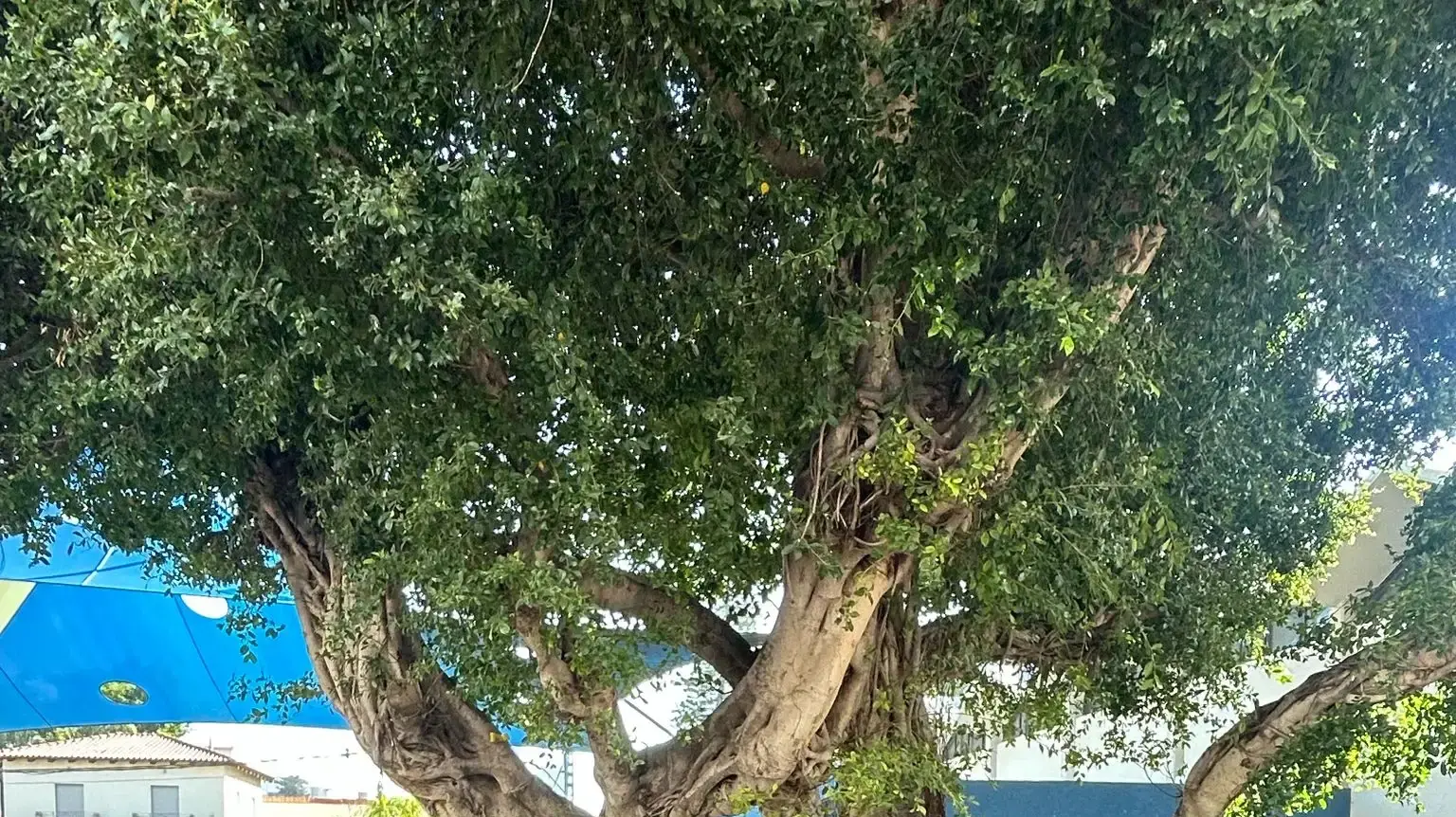 כיתה ה1 בית ספר ניצנים רמת גן