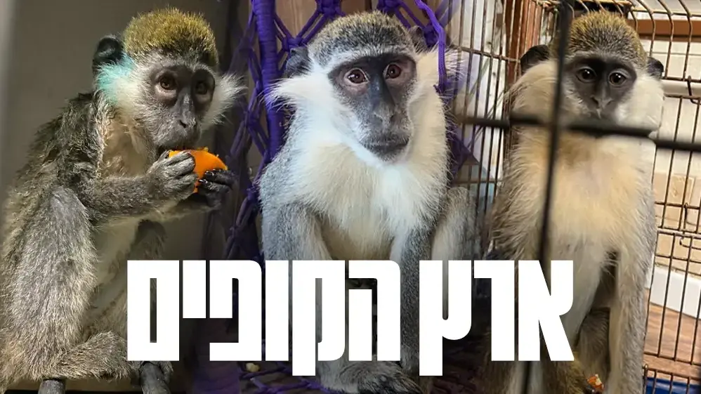 ארץ הקופים