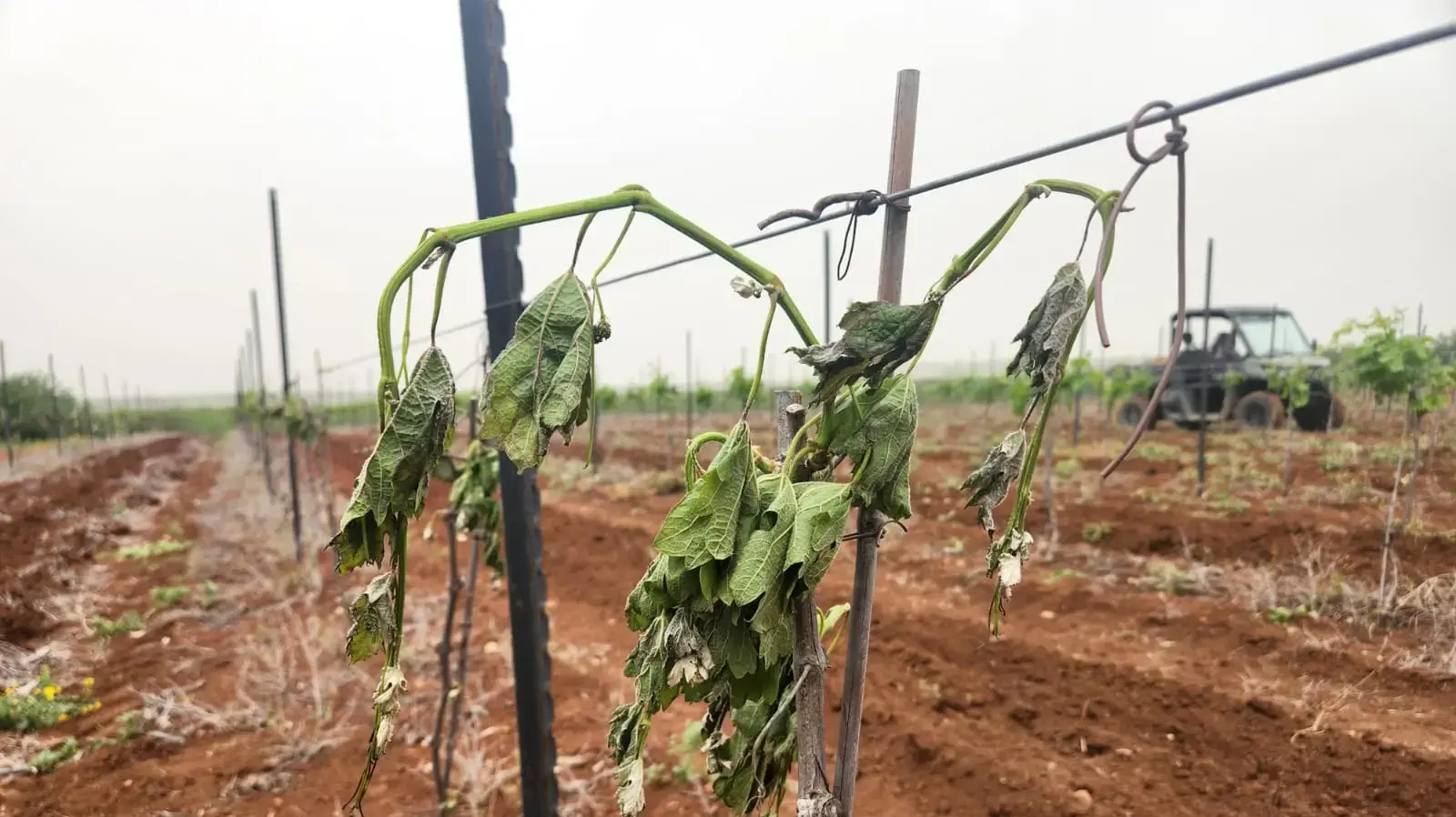 כרם שהושחת במושב כפר קיש כרם שהושחת במושב כפר קיש