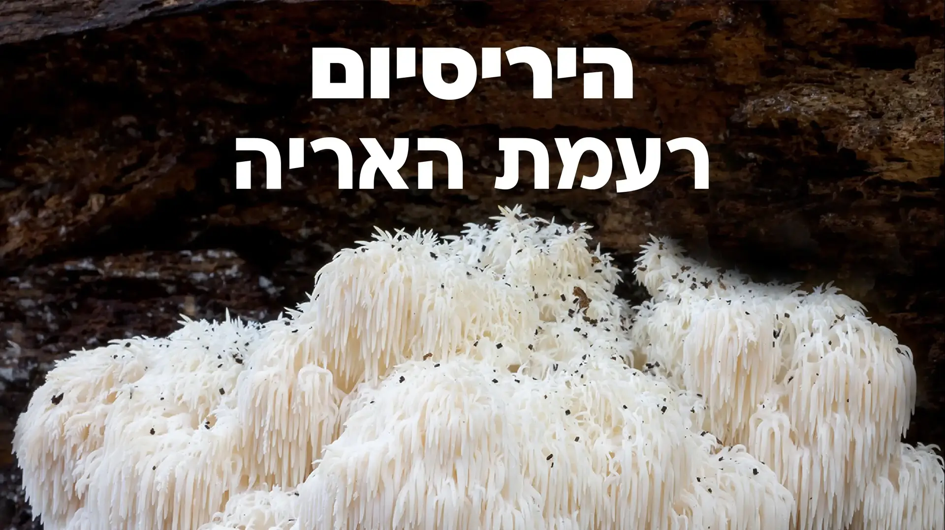 רעת האריה תכונות רעת האריה תכונות