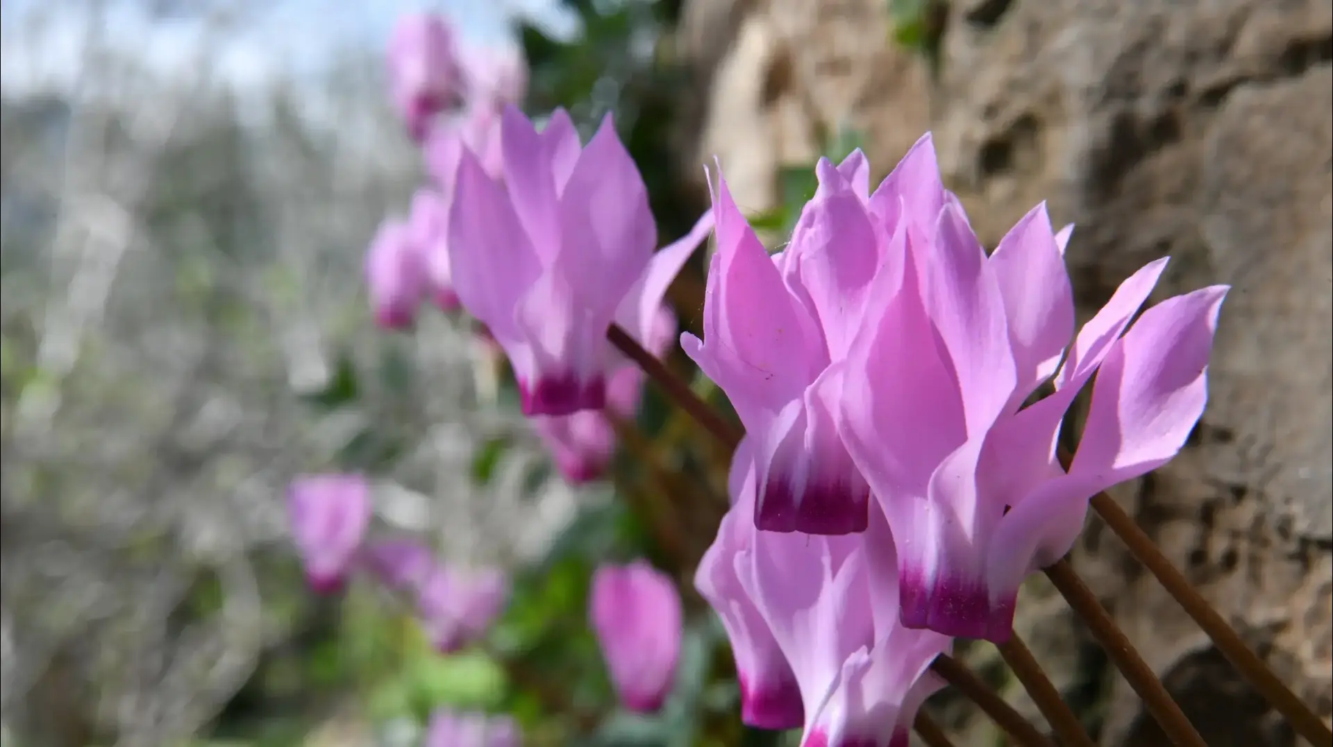 פריחה, הרי ירושלים