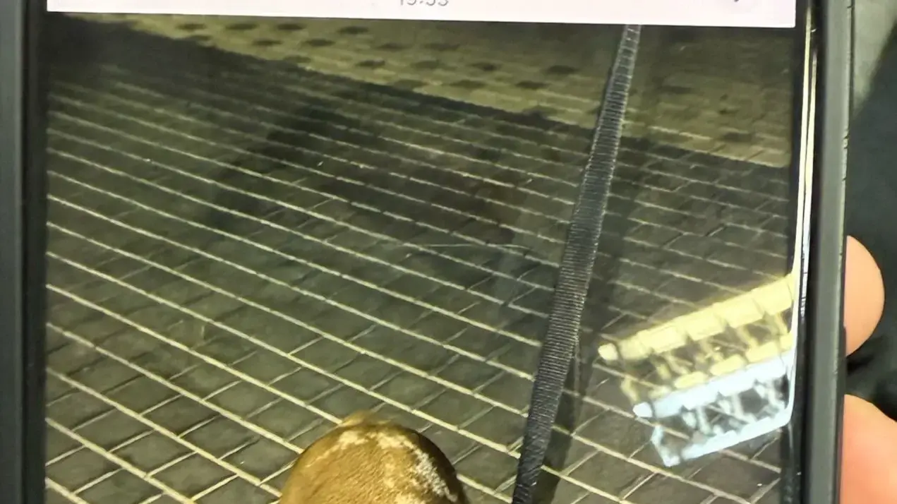 לונה הכלבה לונה הכלבה