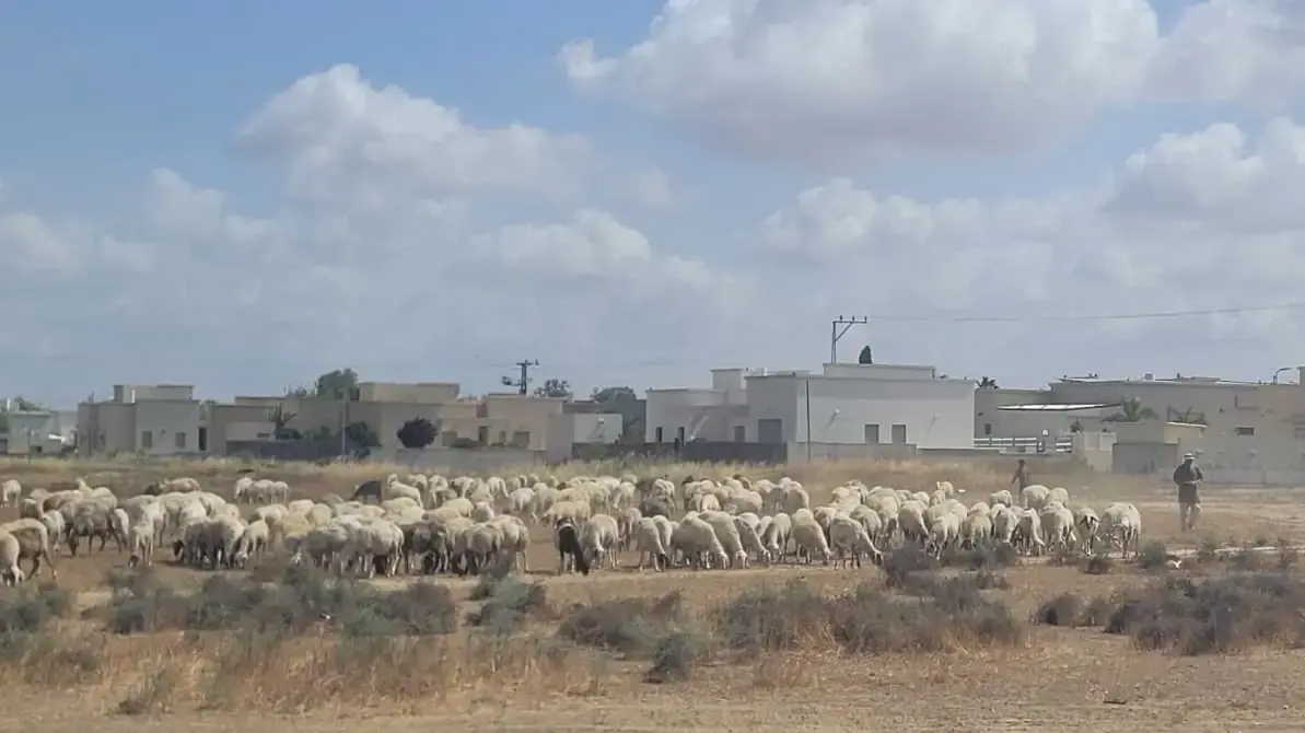 עדר כבשים פלש לשטח חקלאי בדרום. 16 במאי 2025 עדר כבשים פלש לשטח חקלאי בדרום. 16 במאי 2025
