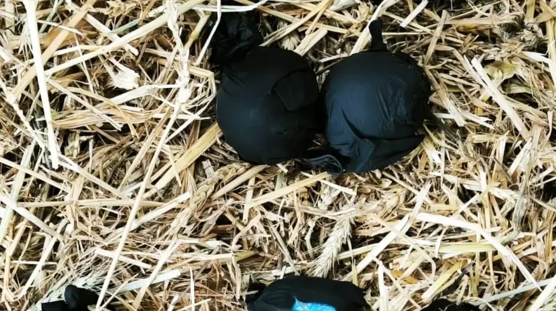 סמים בשווי מאות אלפי שקלים נתפסו במתחם מגורים בלוד. 16 במאי 2025 סמים בשווי מאות אלפי שקלים נתפסו במתחם מגורים בלוד. 16 במאי 2025