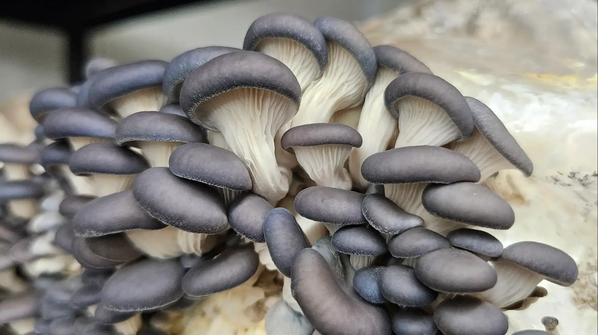 פטריות Mushroom, צפרירים פטריות Mushroom, צפרירים