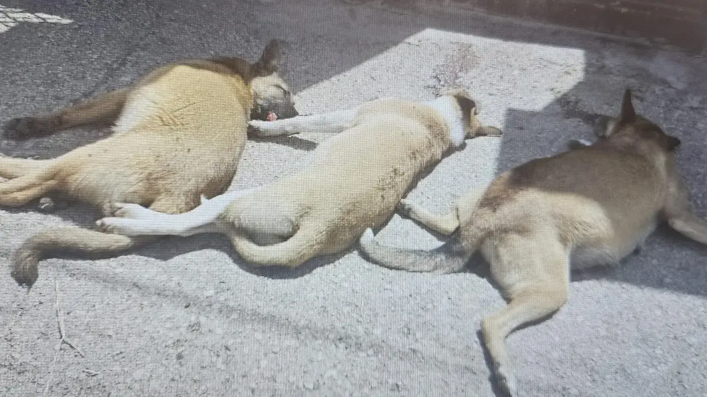 תושב הצפון הרעיל למוות שלושה כלבים של שכניו בעקבות סכסוך על אדמות תושב הצפון הרעיל למוות שלושה כלבים של שכניו בעקבות סכסוך על אדמות