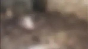 סרטוני התעללות בחיות שרצים באינטרנט סרטוני התעללות בחיות שרצים באינטרנט