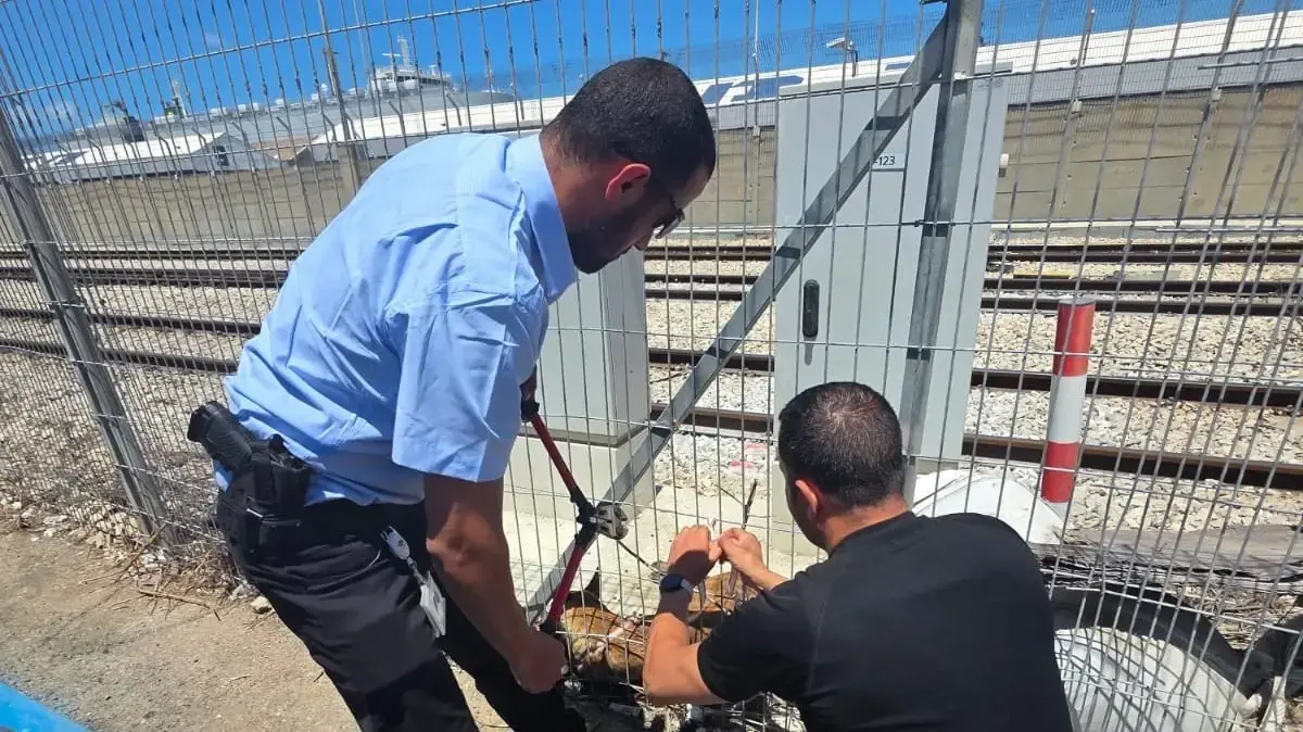 מאמצי החילוץ של הכלב סמוך לתחנת הרכבת בחיפה, 30 במאי 2025 מאמצי החילוץ של הכלב סמוך לתחנת הרכבת בחיפה, 30 במאי 2025
