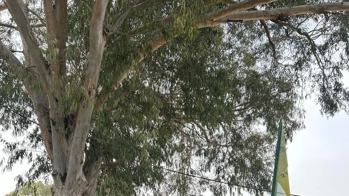 שגיב שרביט מפקד מרכז האספקה המטכ"לי שגיב שרביט מפקד מרכז האספקה המטכ"לי