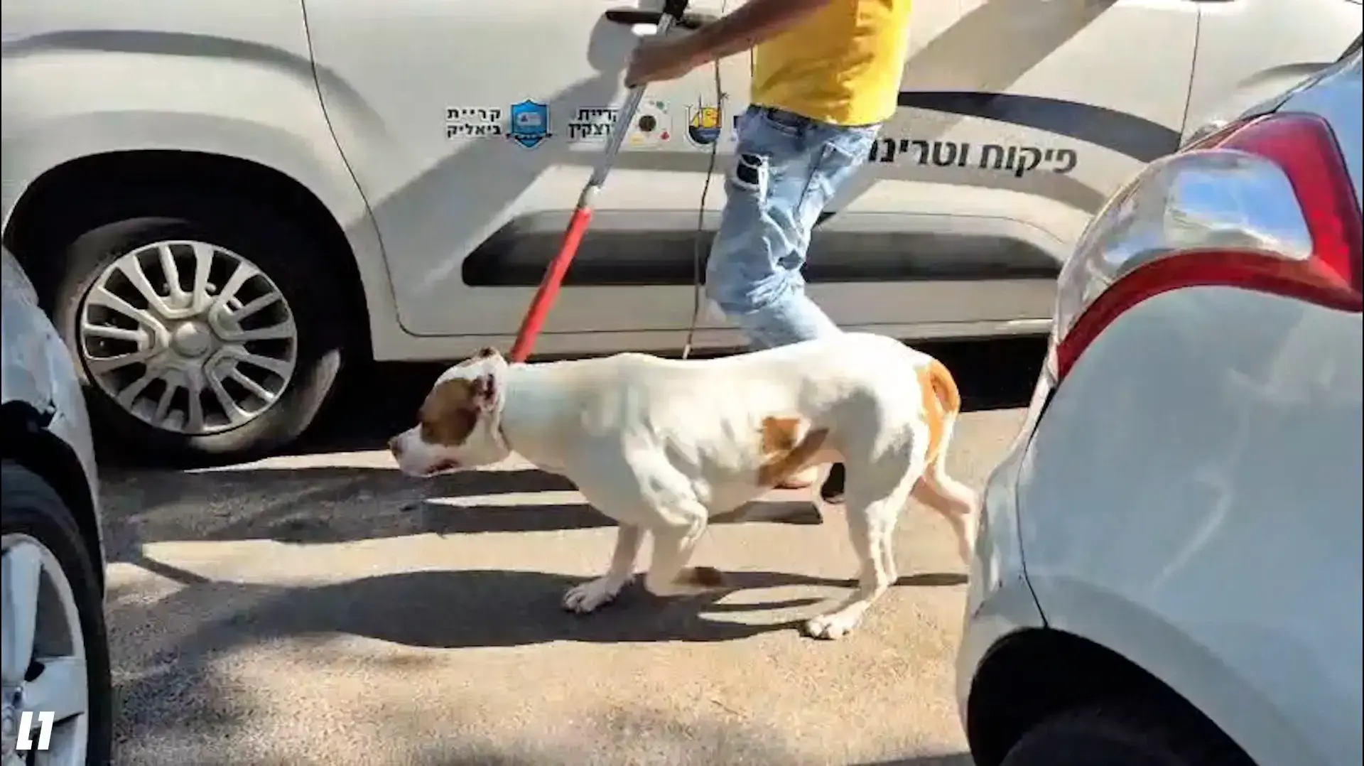 הפיטבול שהרג את הפעוטה  בקריית ביאליק מובל להסגר