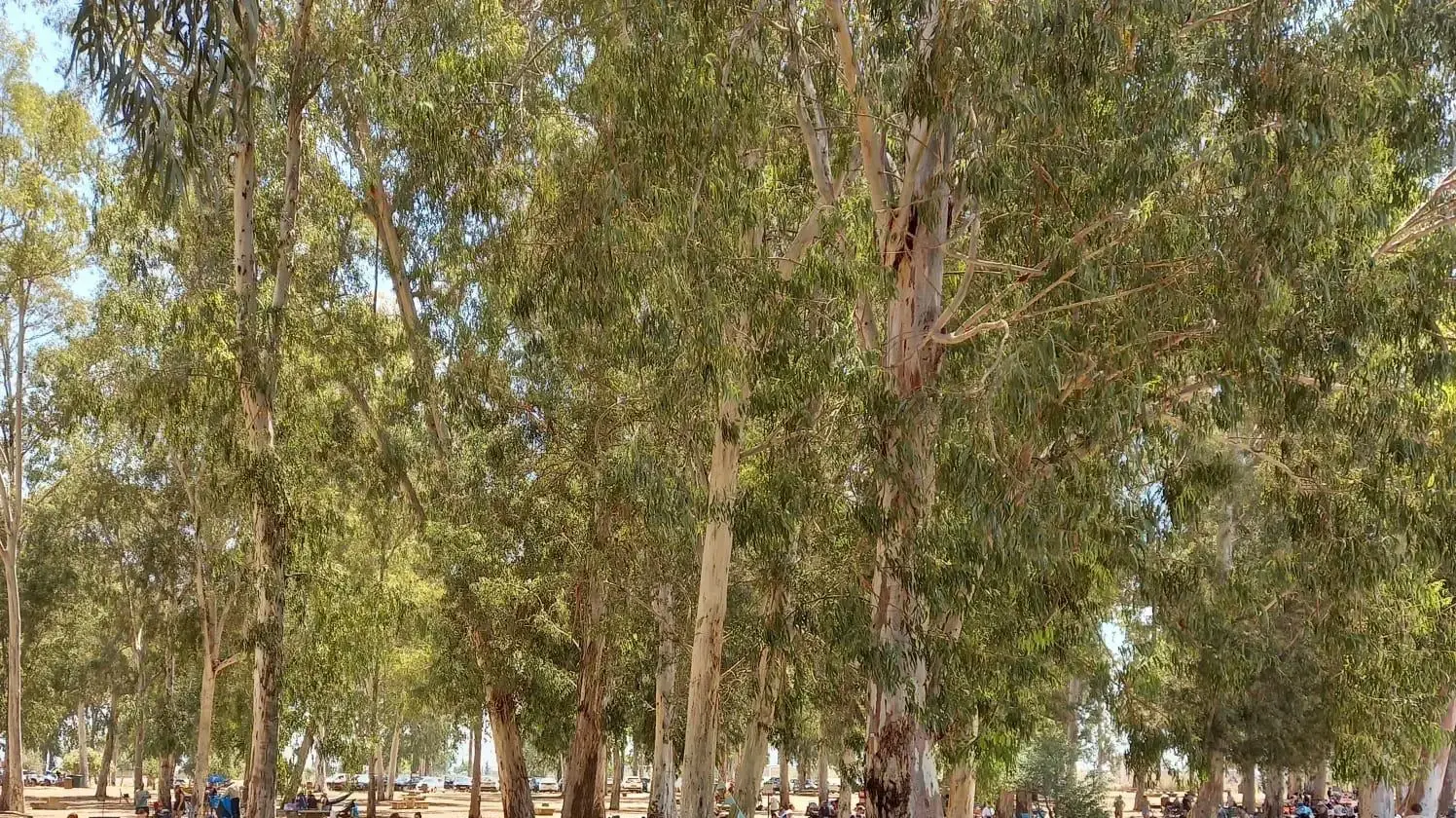 מבקרים בגן הלאומי תל אפק. 28.06.2025 מבקרים בגן הלאומי תל אפק. 28.06.2025